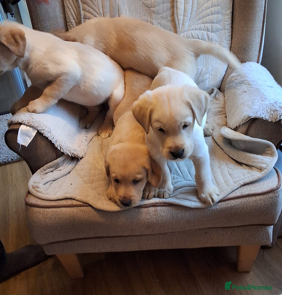 Goldador dogs for sale: Goldador puppies  - Advert 6