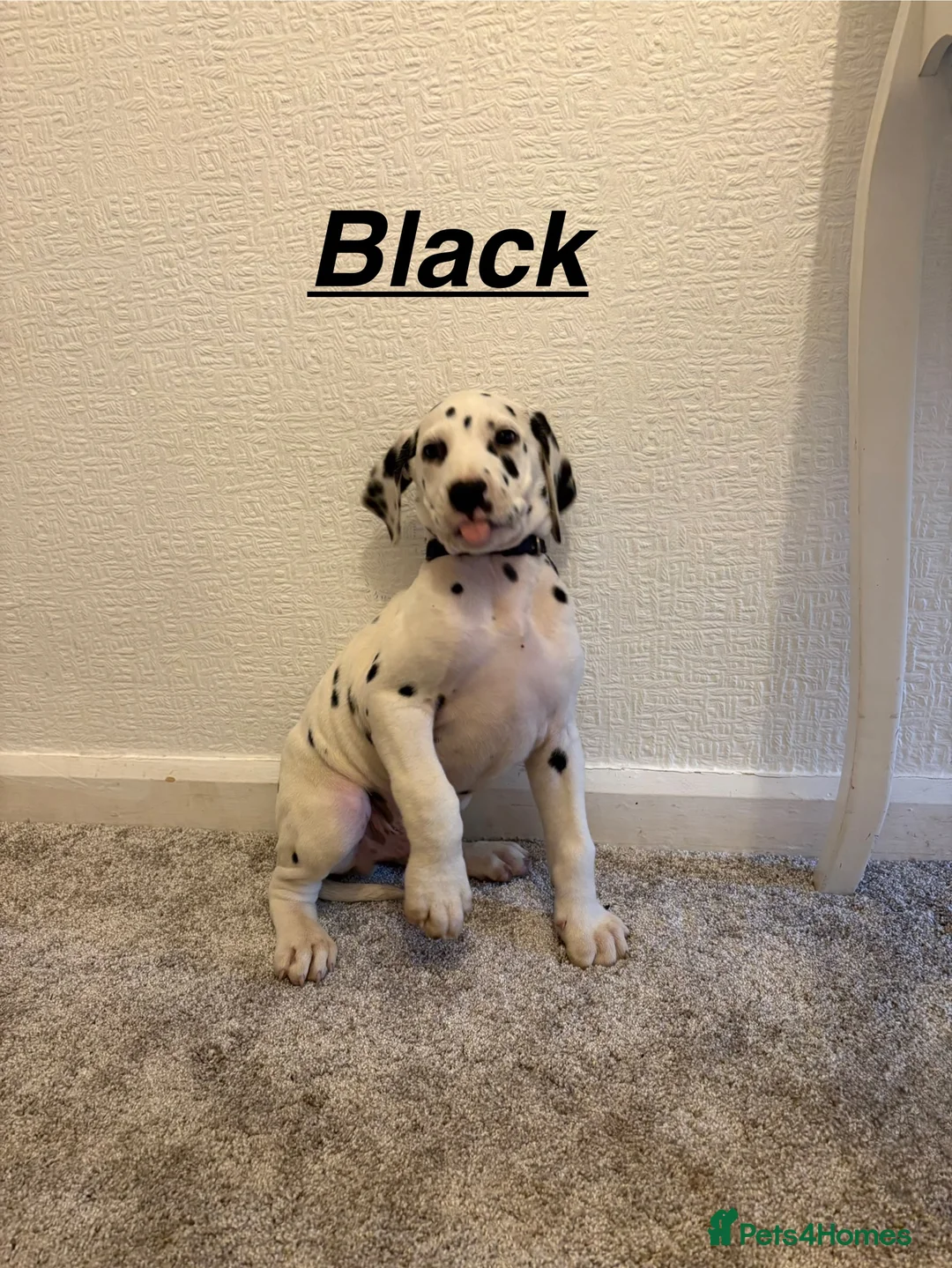 Dalmatian dogs for sale: 5 gen KC Dalmatians AVAILABLE NOW - Advert 14