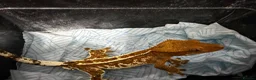 Gecko reptiles for sale: Various crested geckos for sale  - Advert 12