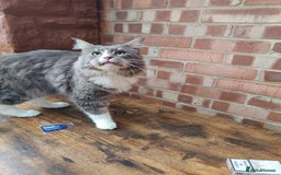 Maine Coon cats for sale: Amazing boy - Image 5