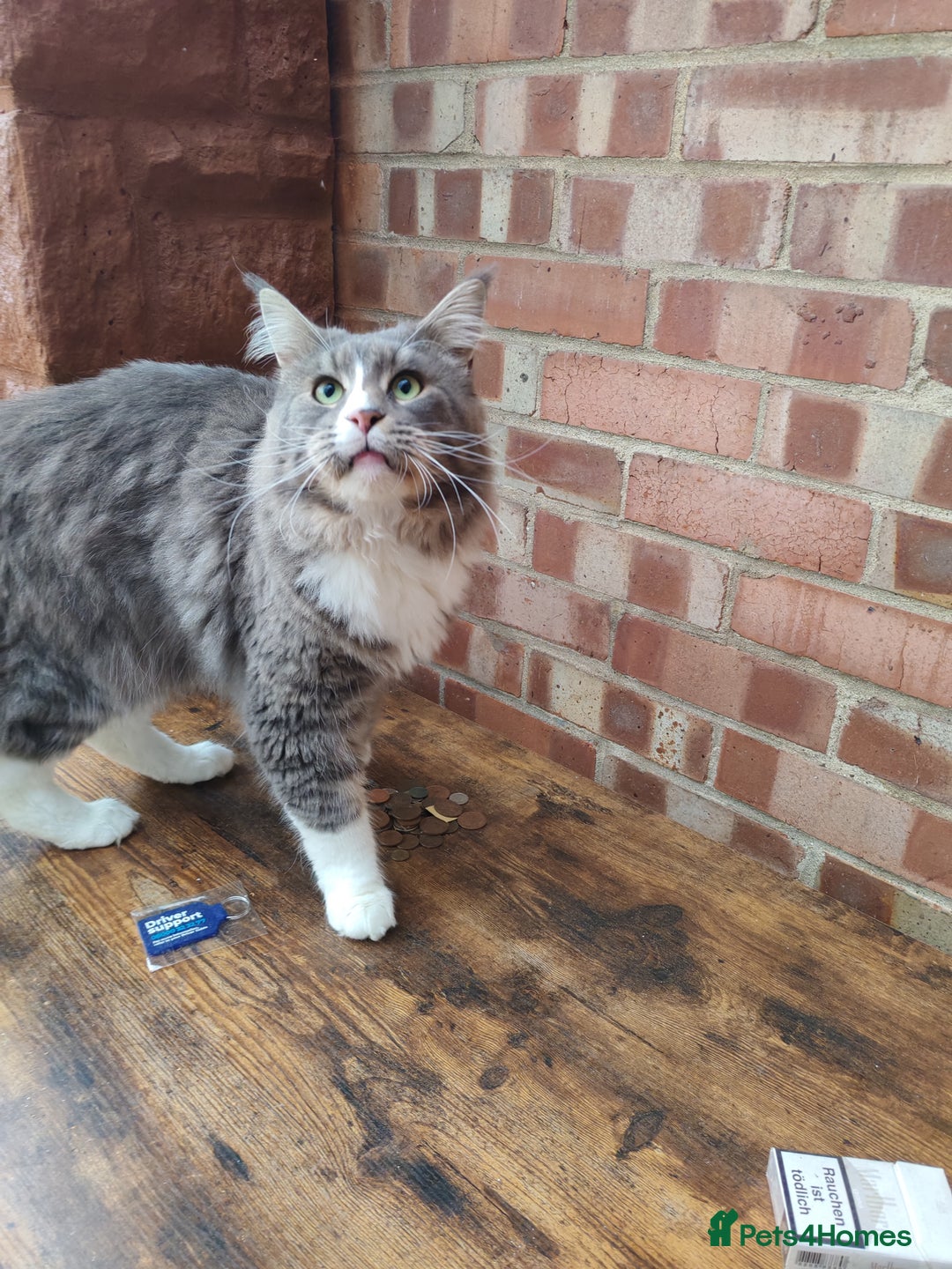 Maine Coon cats for sale: Amazing boy - Image 5