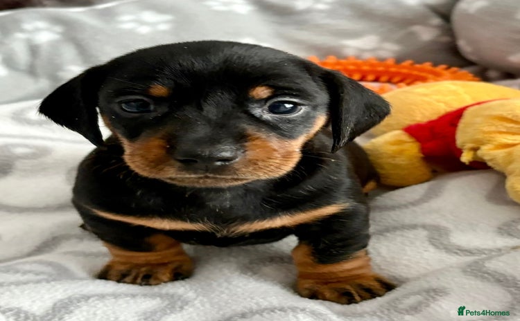Miniature Dachshund dogs - Advert 8