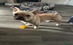 French Bulldog dogs for sale: French bull dog looking for forever home  - Image 2