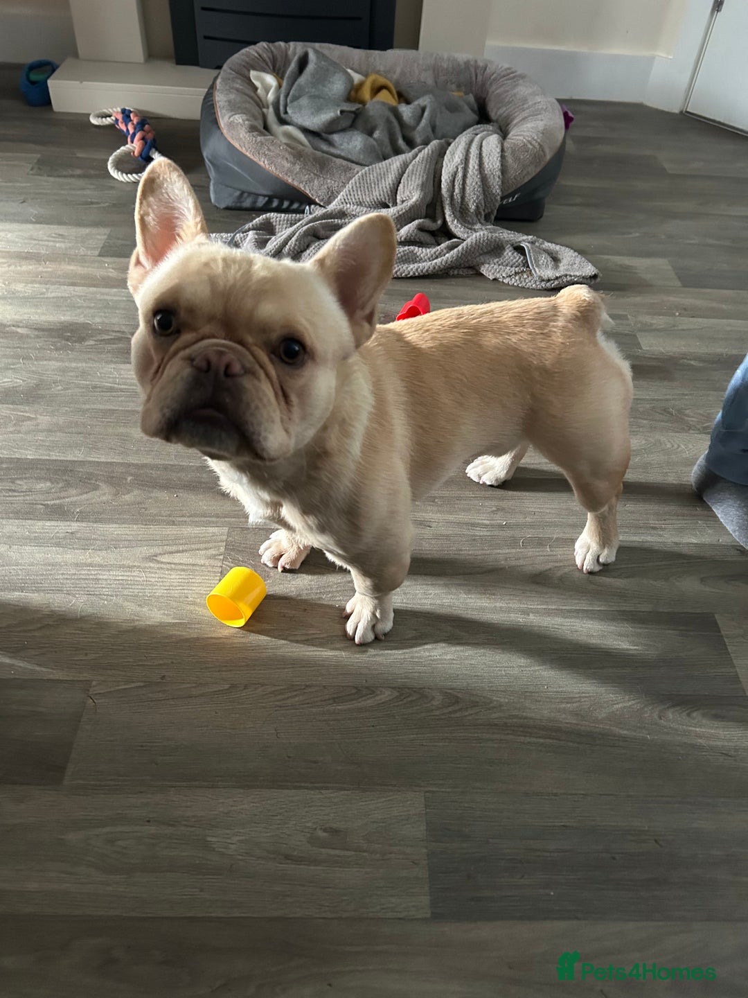French Bulldog dogs for sale: French bull dog looking for forever home  - Image 2