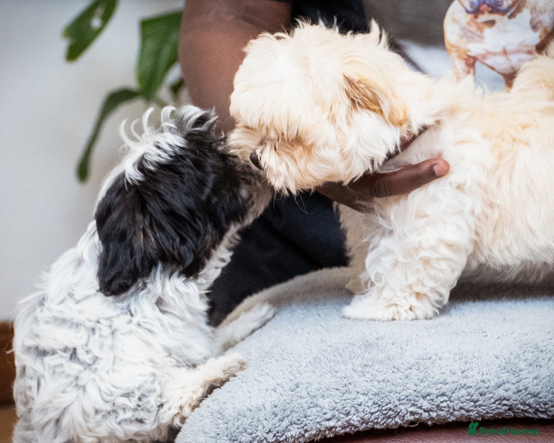 Mixed Breed dogs for sale: Fluffy Bichon Puppies – Friendly & Family Raised - Image 1