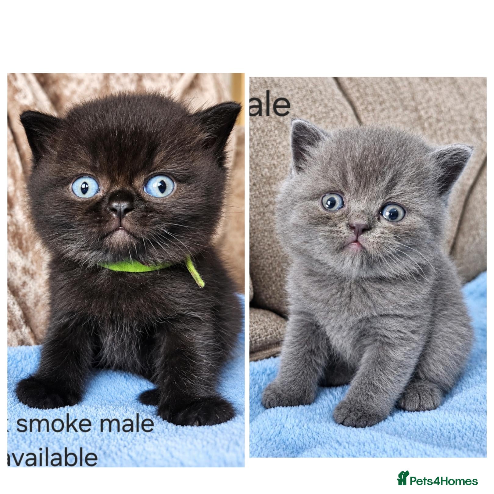 British Shorthair cats British shorthair kittens  - Advert 1