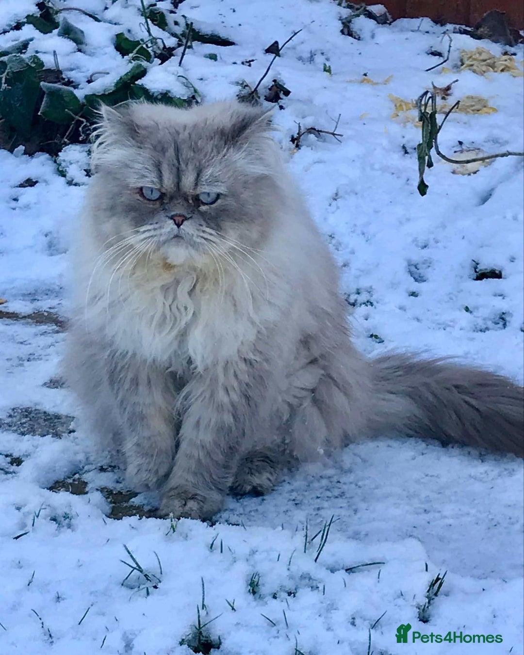 Persian cats for sale: Himalayan Persian Boy  - Advert 10