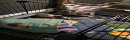 Guinea Pig rodents for sale: Skinny Pig Brothers & Set-Up in Leicester - Advert 5
