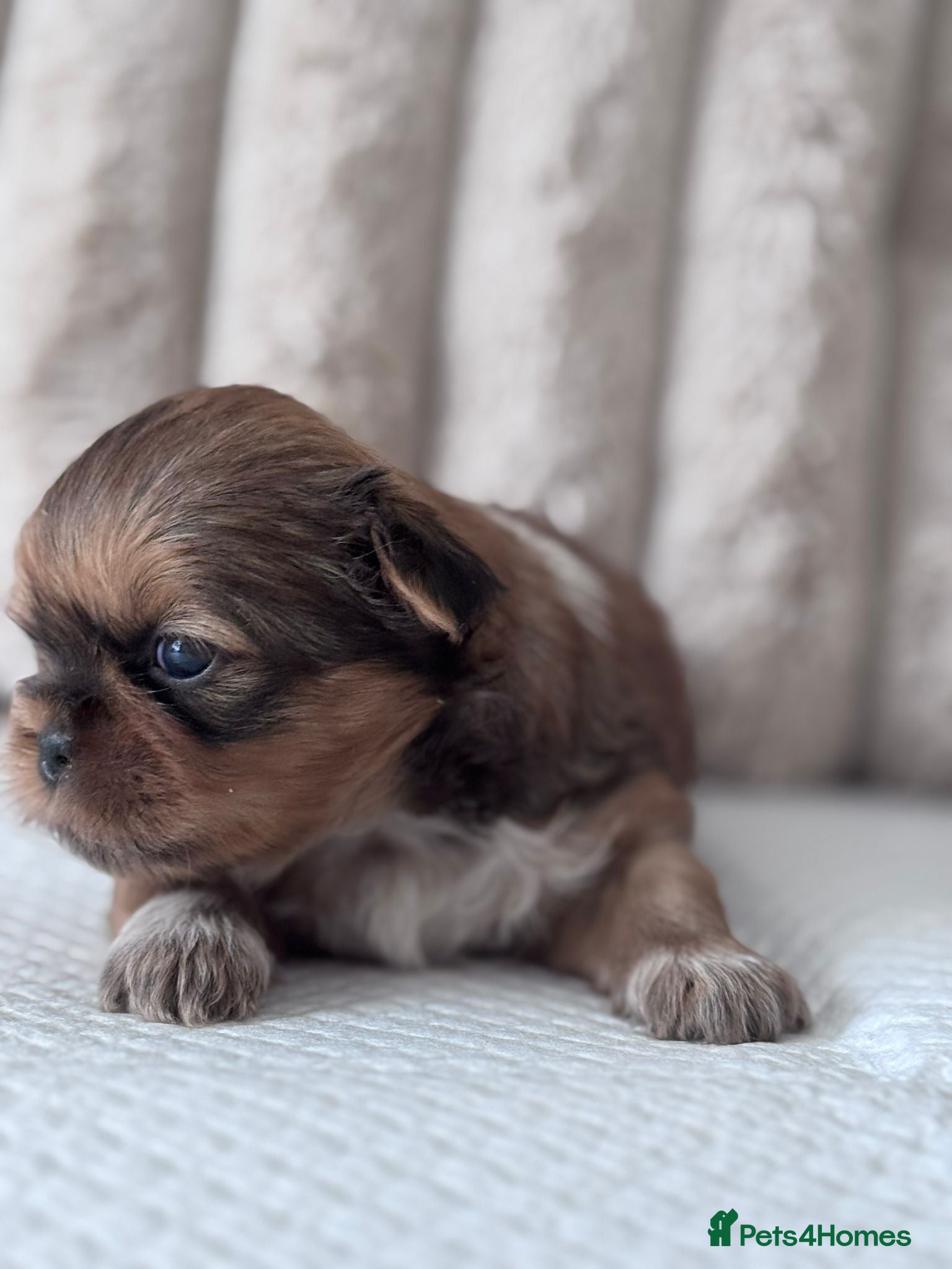 Shih Tzu dogs KC reg standard shihtzu - Advert 2