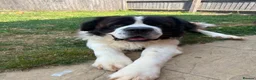 Saint Bernard dogs for sale: Male Saint Bernard  - Advert 3