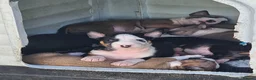 English Bull Terrier dogs for sale: English bullterrier pups for sale - Advert 9