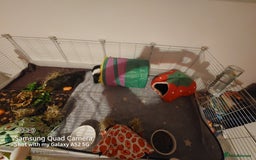 Guinea Pig rodents for sale: Selling two 4 month old male guinea pigs - Image 5