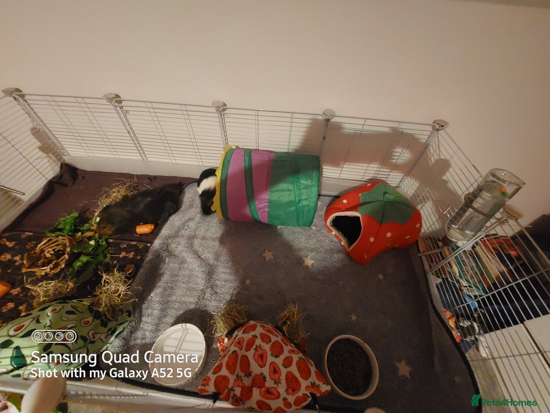 Guinea Pig rodents for sale: Selling two 4 month old male guinea pigs - Image 5