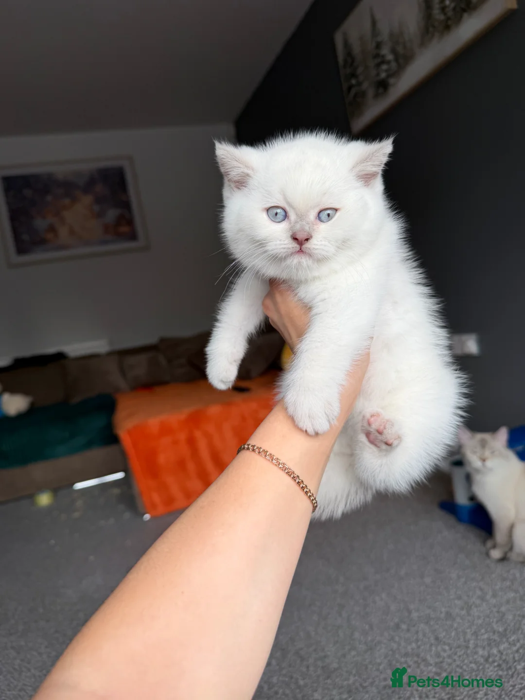 British Shorthair cats for sale: British kittens - Advert 2
