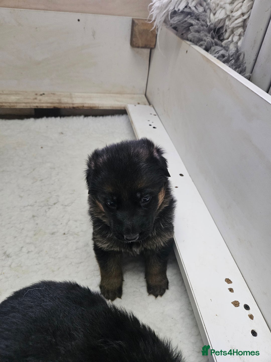 German Shepherd dogs for sale: German shepherd puppies - Advert 6