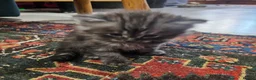 Persian cats for sale: Persian x kittens £250 2 girls left - Advert 12