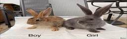 Continental Giant rabbits for sale: Continental giant x New Zealand  - Advert 10