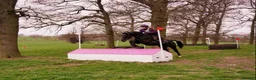 British Warmblood horses for sale: Eventing Schoolmistress in Northallerton - Advert 6