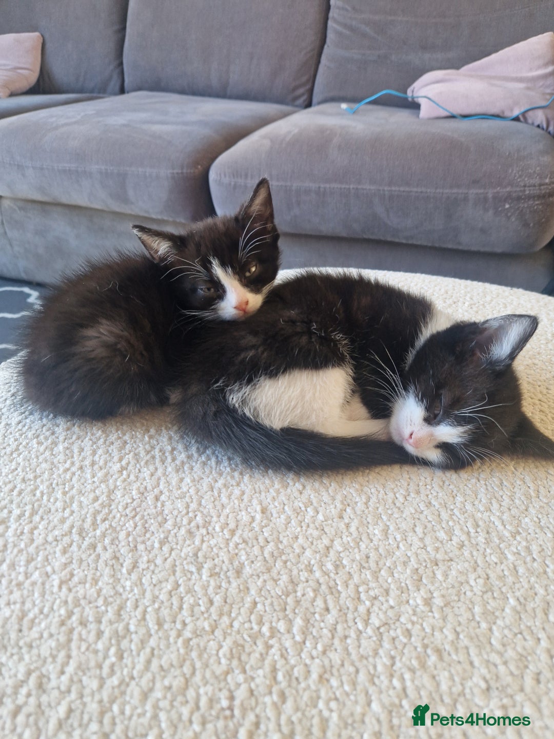 British Shorthair cats for sale: Six Gorgeous Kittens Available From Next Week - Image 10