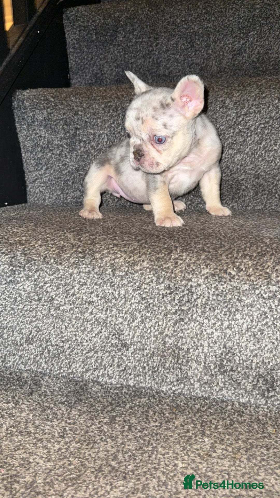 French Bulldog dogs for sale: Fluffy Carrier Girl - Advert 3