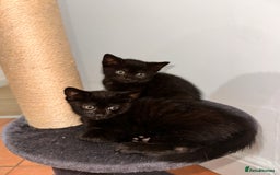 Domestic Shorthair cats for sale: ✨ Adorable Black Kittens Ready for Loving Homes  - Image 6