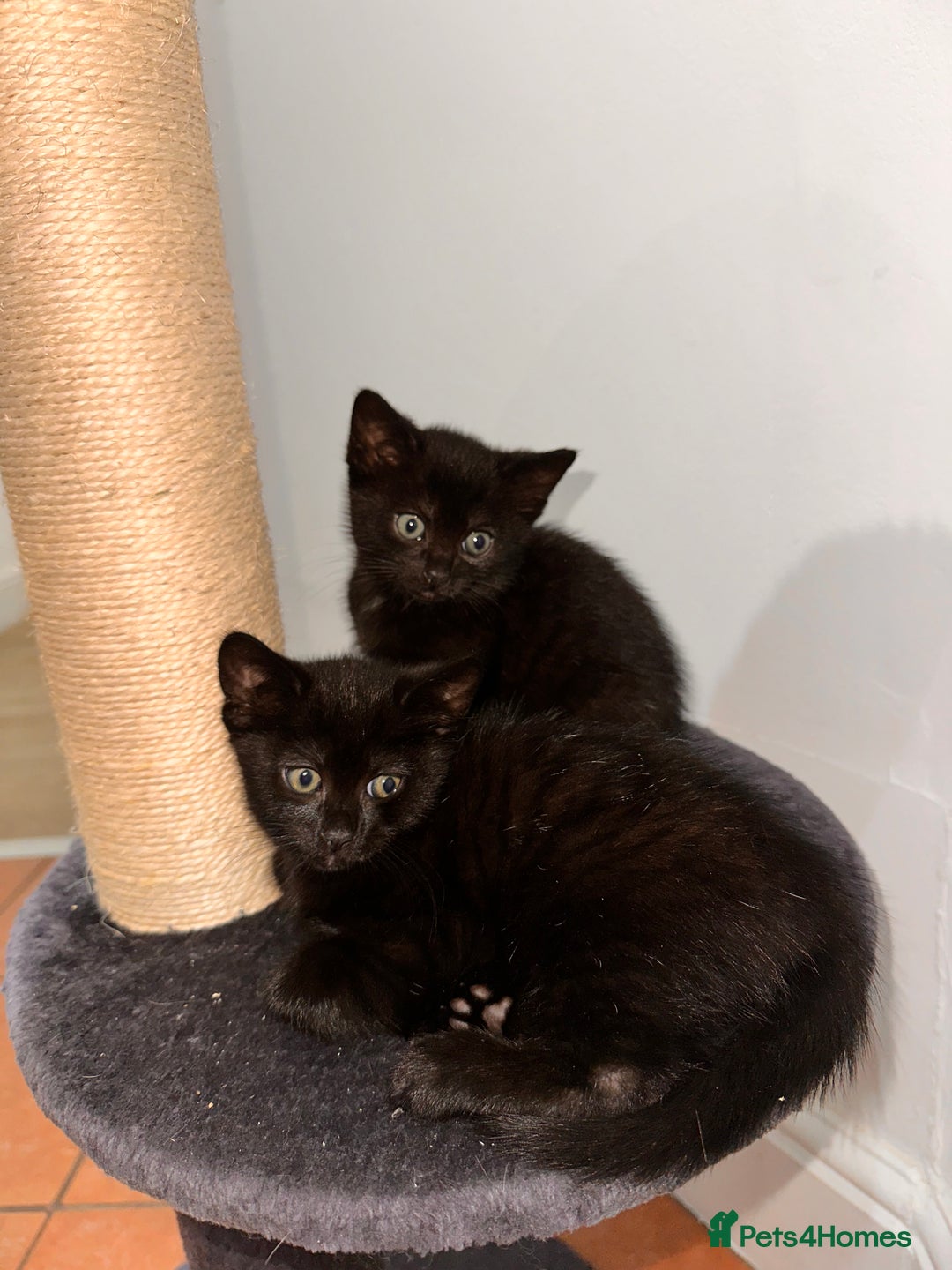Domestic Shorthair cats for sale: ✨ Adorable Black Kittens Ready for Loving Homes  - Image 6