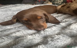 Miniature Dachshund dogs for sale: Ready now Kc registered miniature Pra clear - Image 9