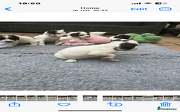 English Springer Spaniel dogs for sale: Oustanding DNA KC working Springer Spaniel pups - Image 11
