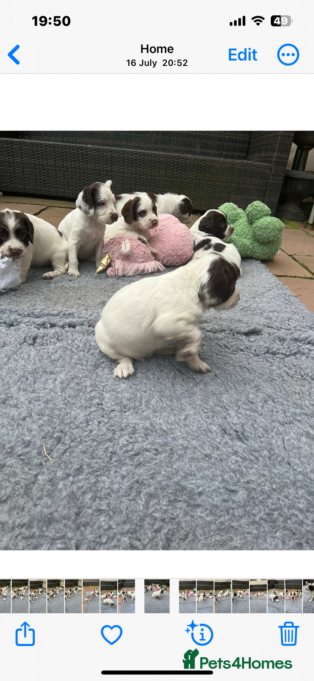 English Springer Spaniel dogs for sale: Oustanding DNA KC working Springer Spaniel pups - Image 11