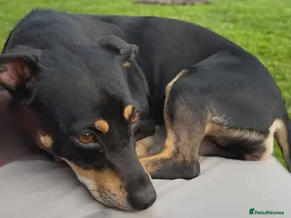 Mixed Breed dogs 💕 Meet Brandy —a little dog with a huge heart 💕 - Advert 1