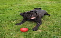 Pug dogs for sale: Superb Pug Puppies - ready now - Advert 8
