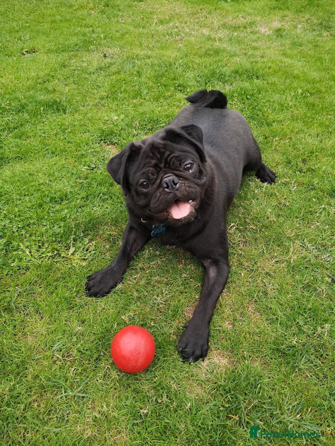Pug dogs for sale: Superb Pug Puppies - ready now - Advert 8