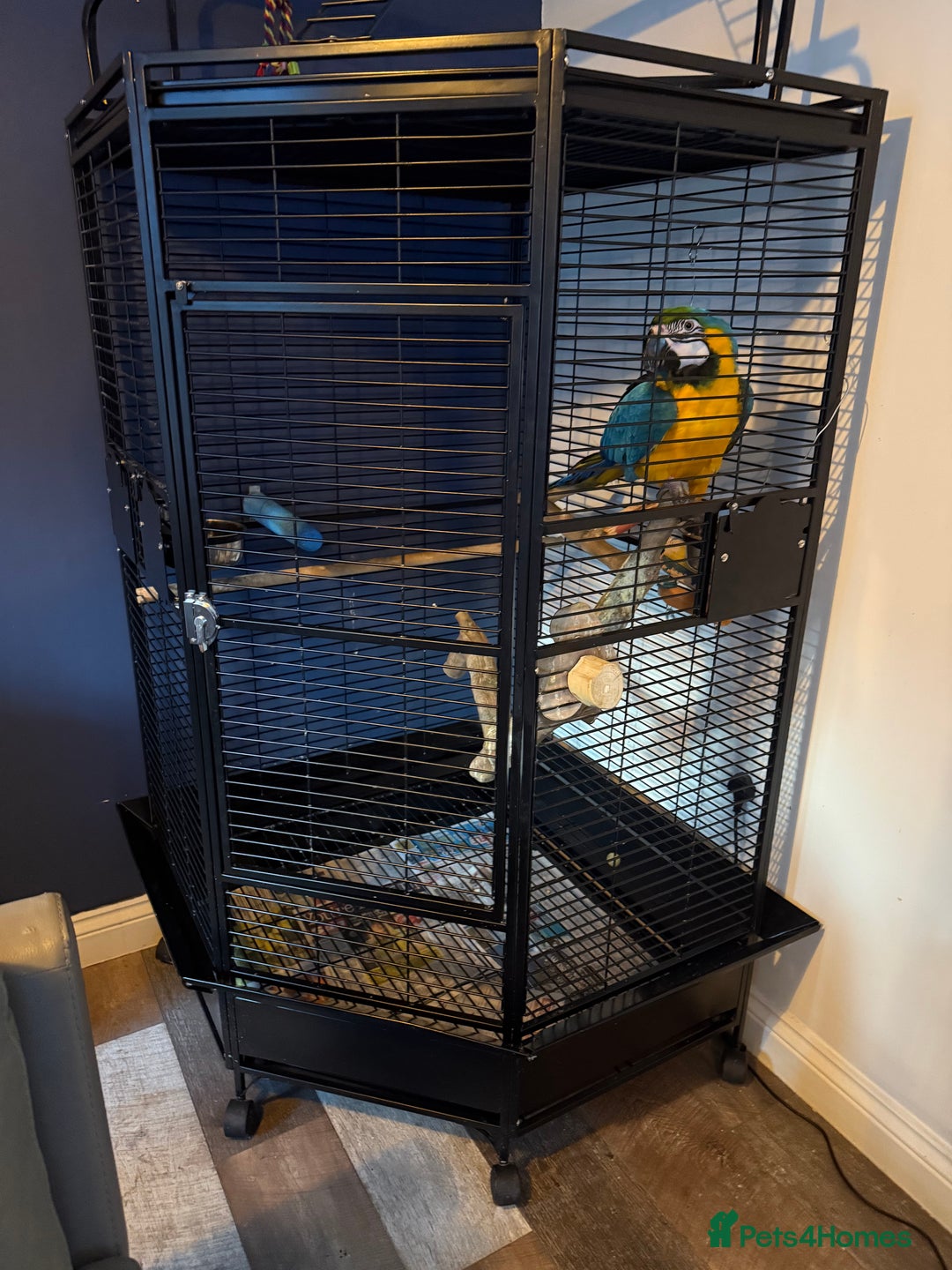 Macaws birds for sale: 2 Year Old Blue and Gold Macaw For Sale  - Advert 8