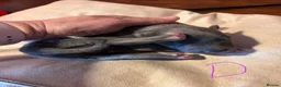 Whippet dogs for sale: Beautiful blue and blue brindle Whippet puppies - Advert 10