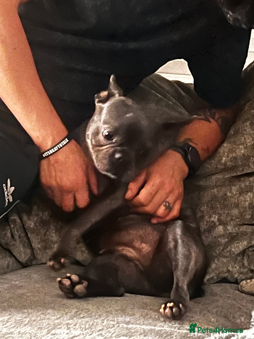 French Bulldog dogs for sale: Frenchie - Image 5