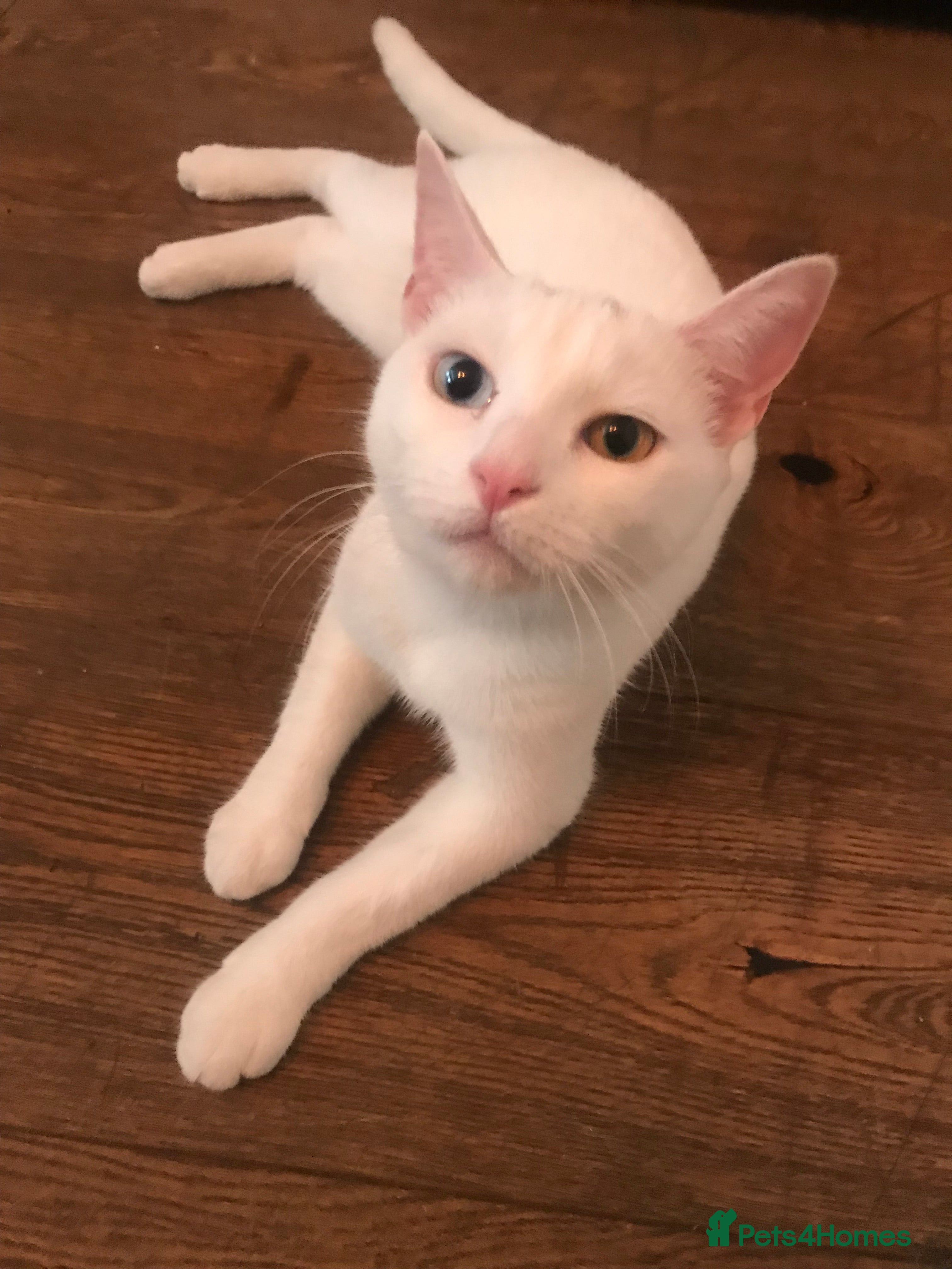 Mixed Breed cats for sale: 2 playful kittens looking for a loving home - Advert 1