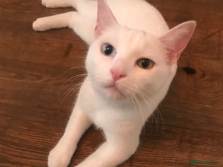 Mixed Breed cats 2 playful kittens looking for a loving home - Advert 3