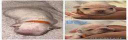 French Bulldog dogs for sale: 7 French Bulldogs - Advert 5