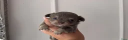 Chihuahua dogs for sale: 🐾🩶 OUTSTANDING litter of EXCEPTIONAL Chihuahuas - Advert 28
