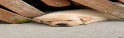 Labrador Retriever dogs for sale: Show bred Labrador puppies (parents health tested) - Advert 12