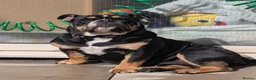 Mixed Breed dogs for sale: Nebbr registered male pup 9 months old - Advert 2