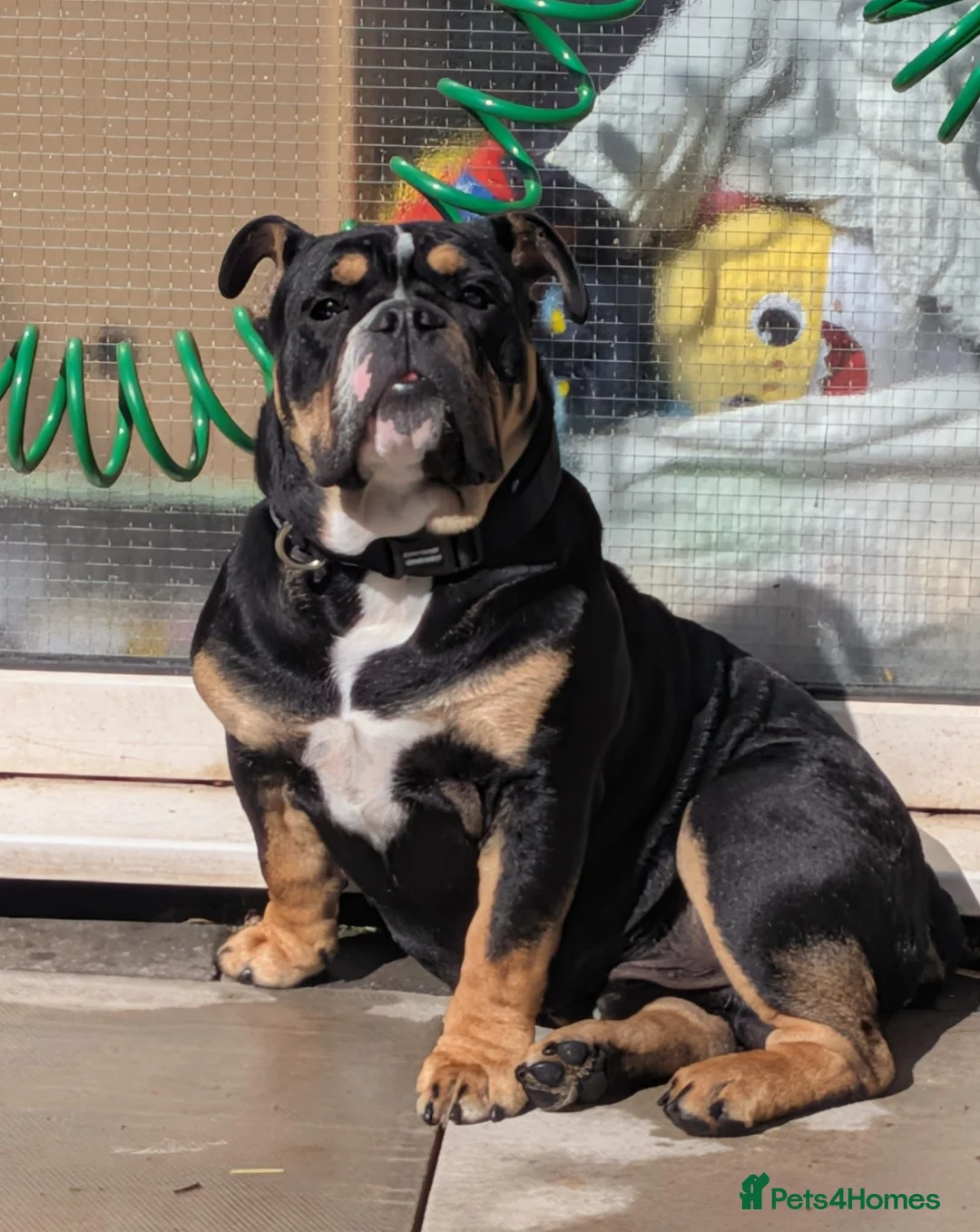 Mixed Breed dogs for sale: Nebbr registered male pup 9 months old - Advert 2