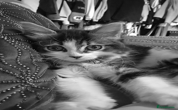 Ragdoll cats for sale - Advert 1