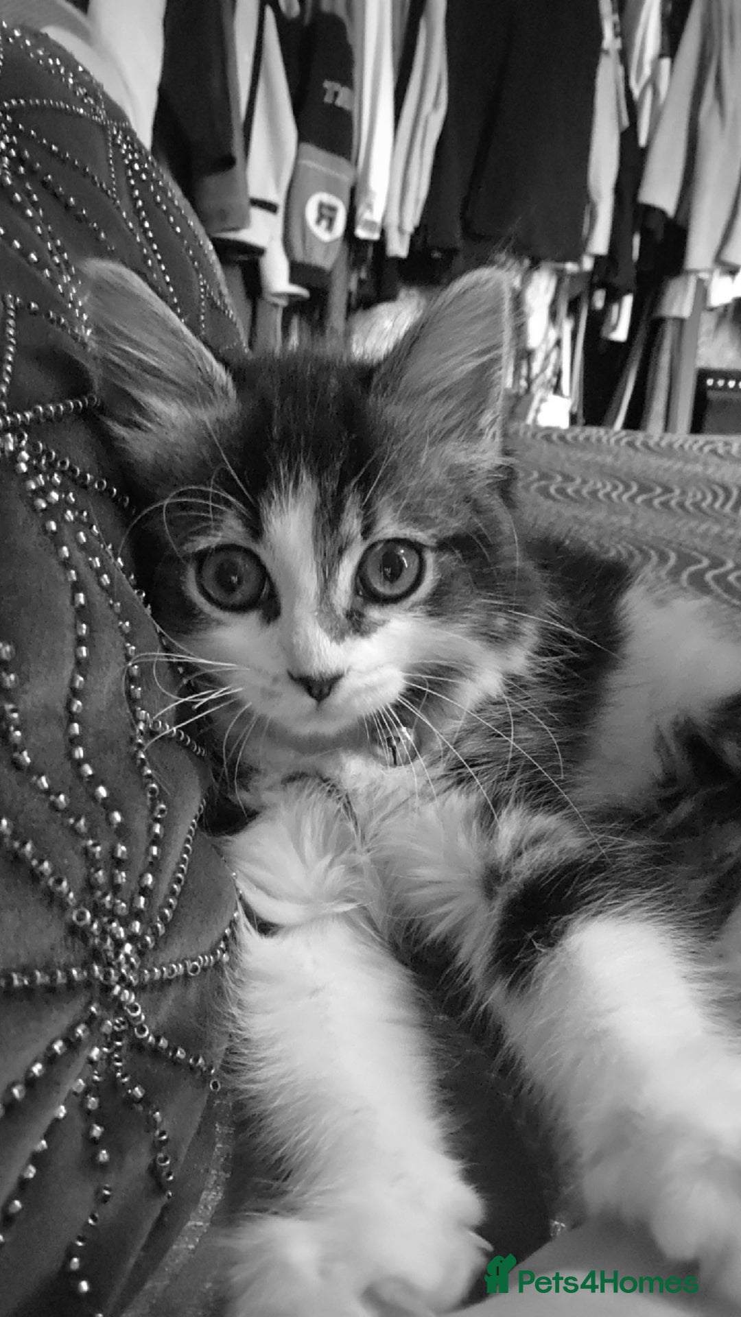 Ragdoll cats for sale: Ragdoll crossed Tabby Cat for Sale - Image 1