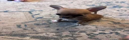 Chihuahua dogs for sale: Chihuahua pups - Advert 7