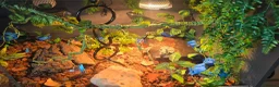 Python Snake reptiles for sale: Special pastel leopard pied & vivarium  in Spalding - Advert 8