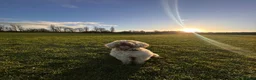 Cockapoo dogs for stud: 🐾 Beautiful Cockapoo Stud Exceptional Temperament in Heywood - Advert 10