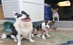 Mixed Breed dogs for adoption: 💖🐶 ZEENA 🐶💖 - Image 8