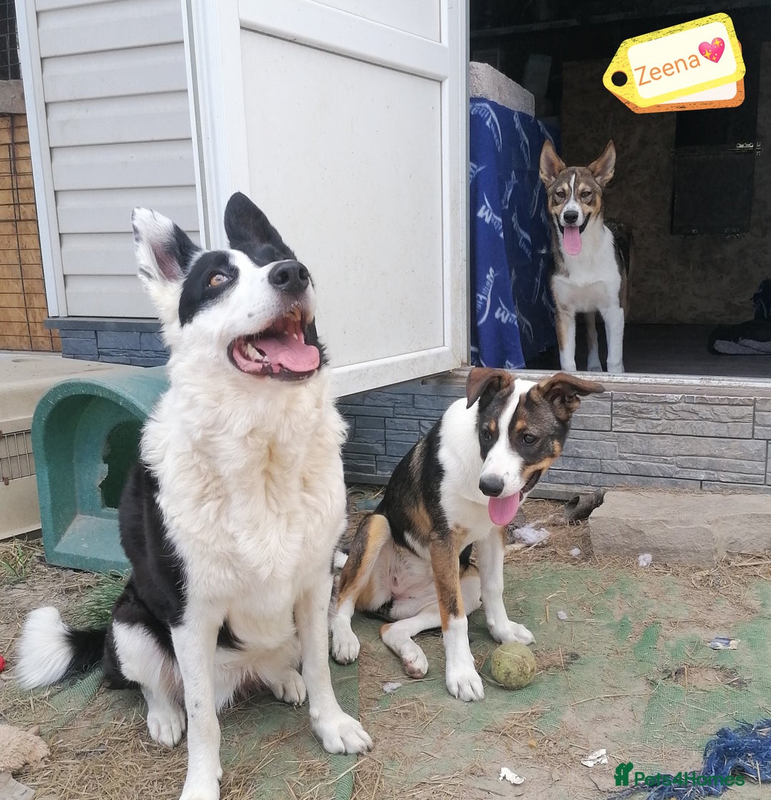 Mixed Breed dogs for adoption: 💖🐶 ZEENA 🐶💖 - Image 8