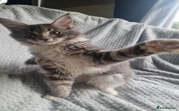 Maine Coon cats for sale: Adorable Maine Coon Kittens for Sale - Image 10